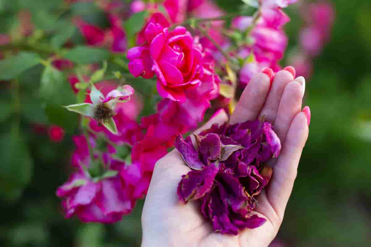 dry rose petals benefits
