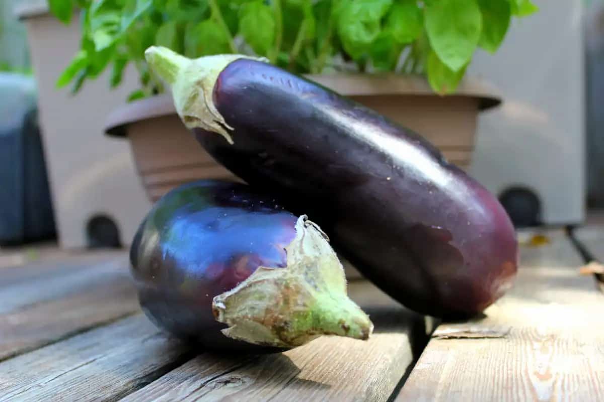 is eggplant good for fertility