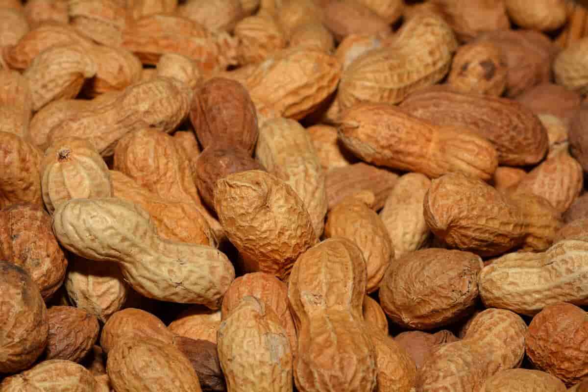 Purchase price of salted peanuts