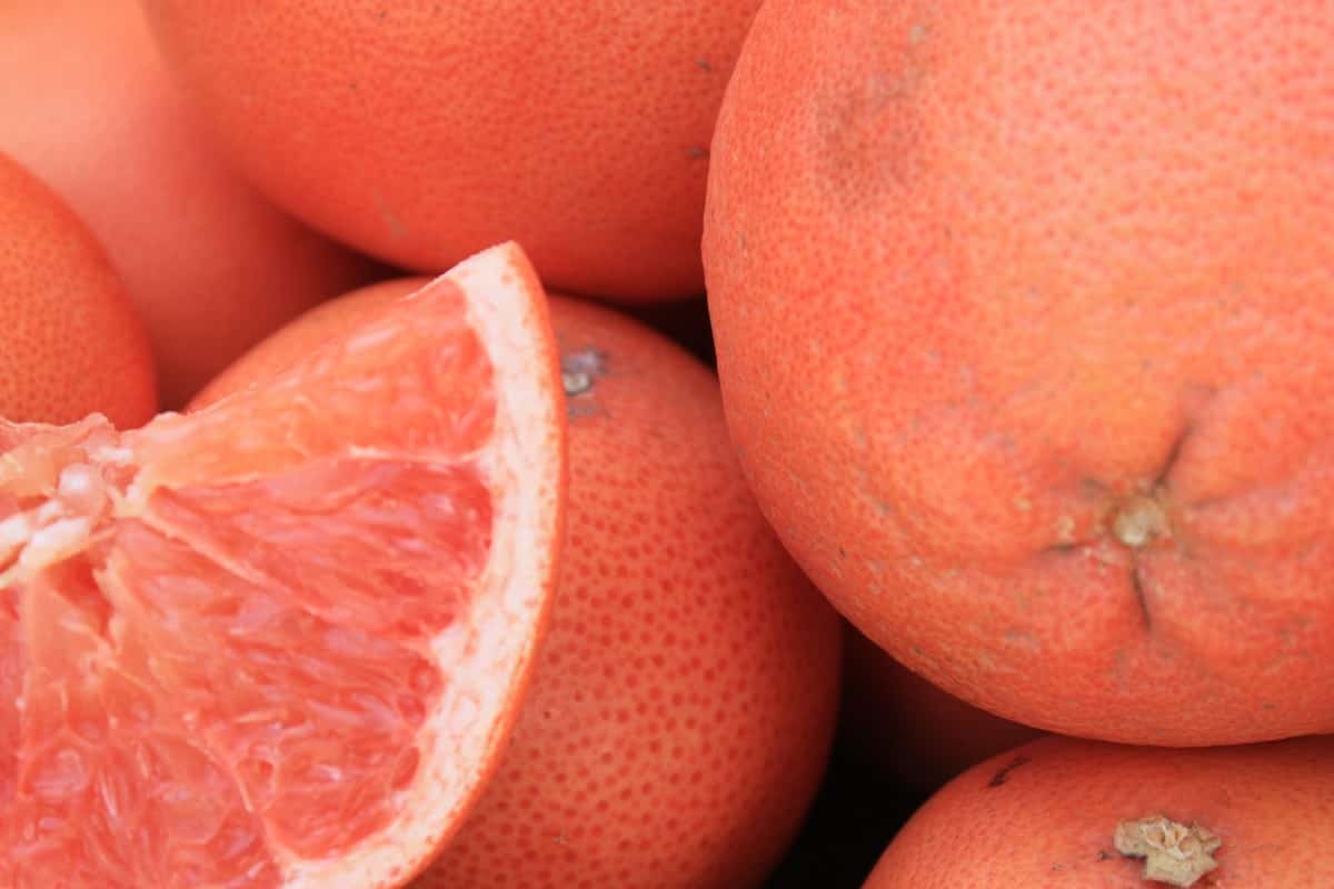 Navel orange grapefruit hybrid