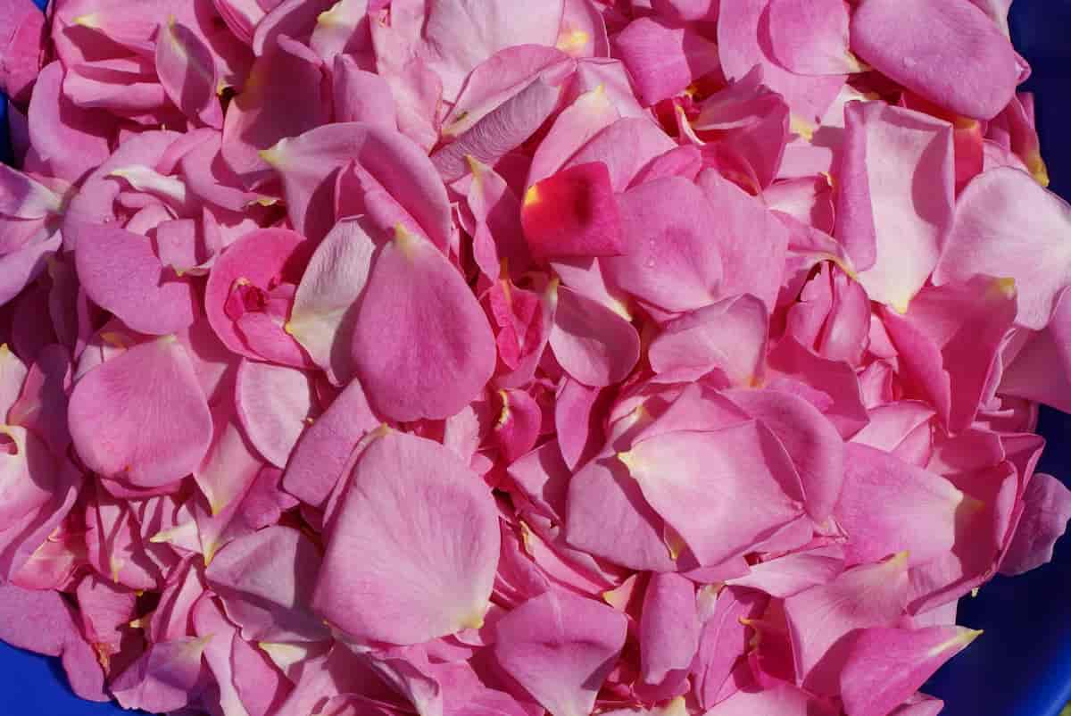 health benefits of rose water