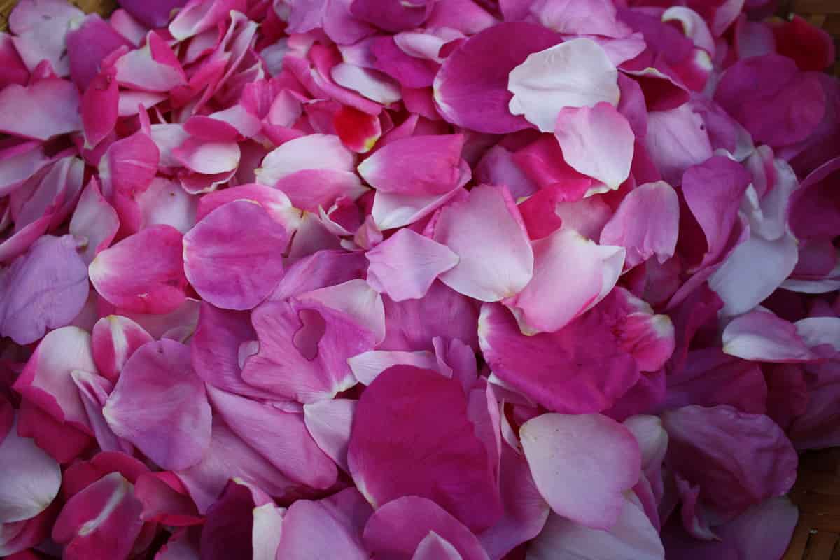benefits of eating rose petals