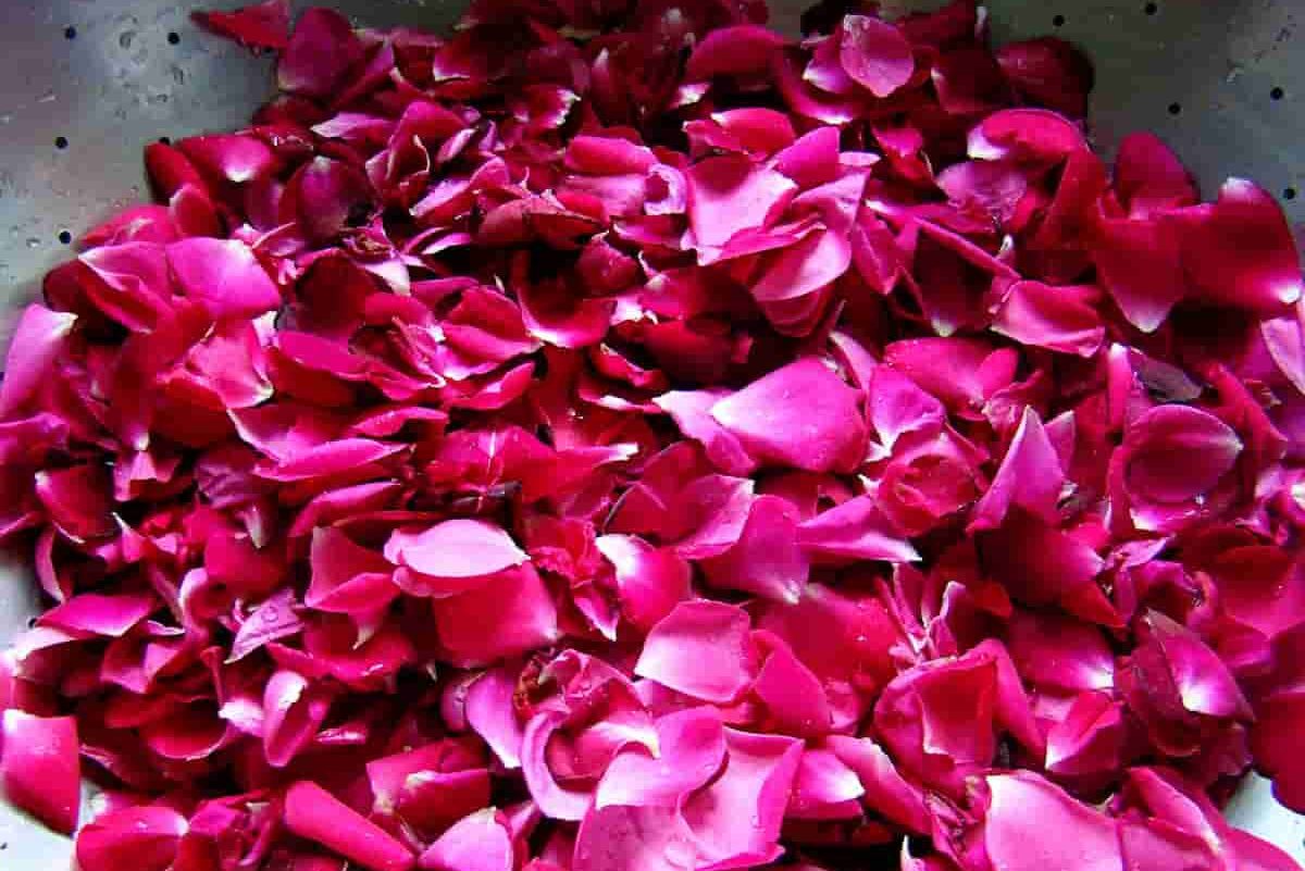 rose petals benefits for skin