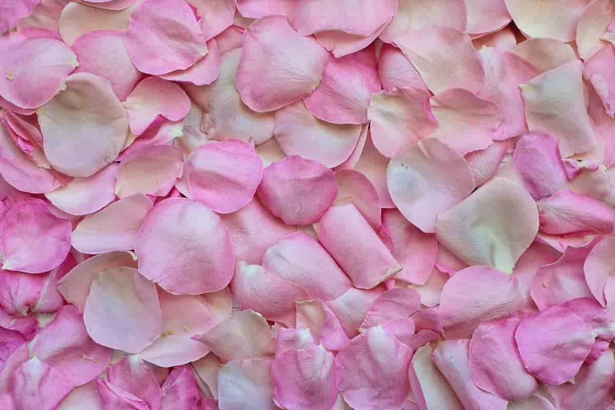 rose petals falling