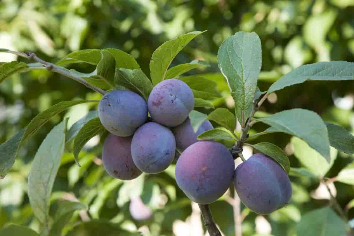 plum fruit in hindi