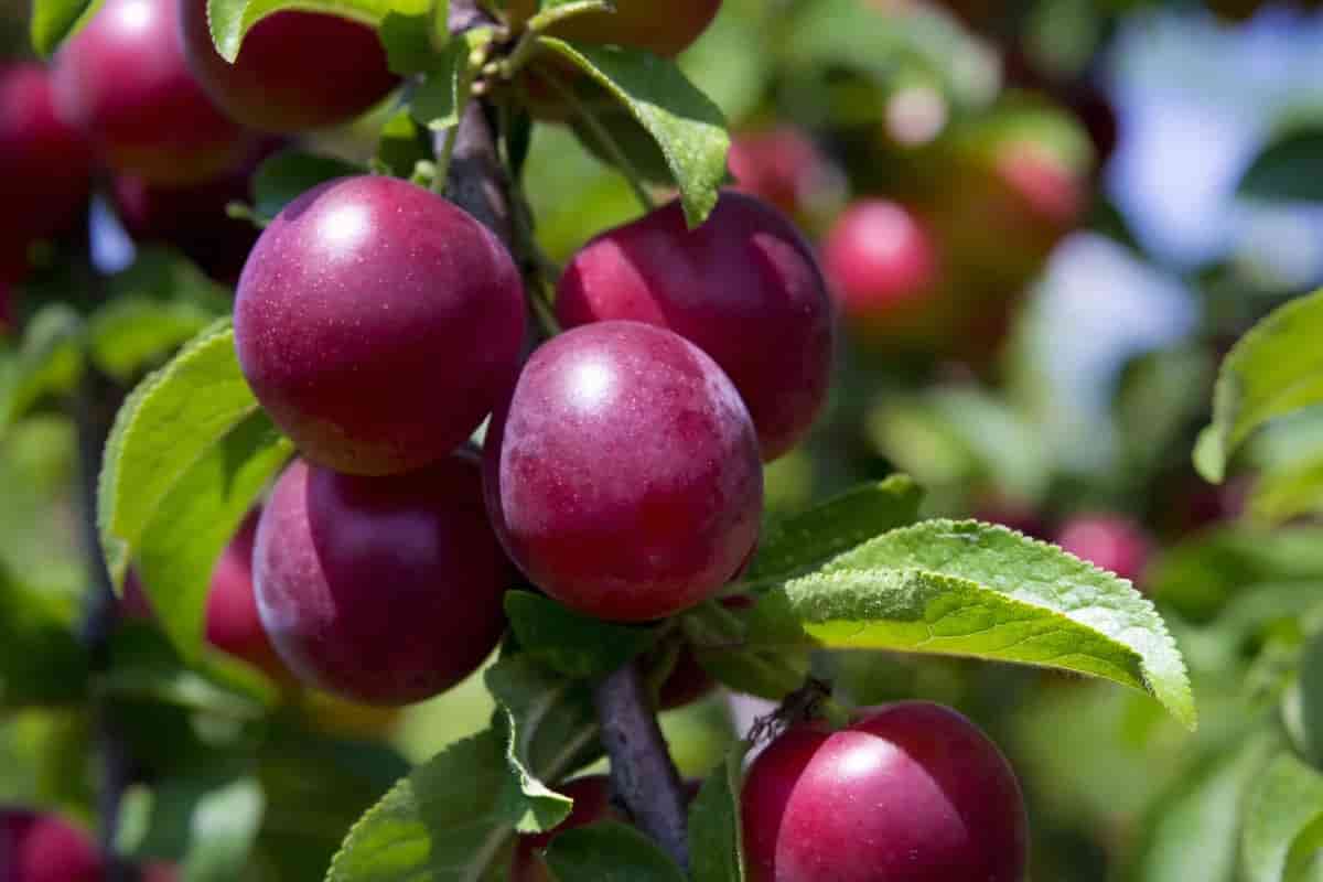  plum fruit tree