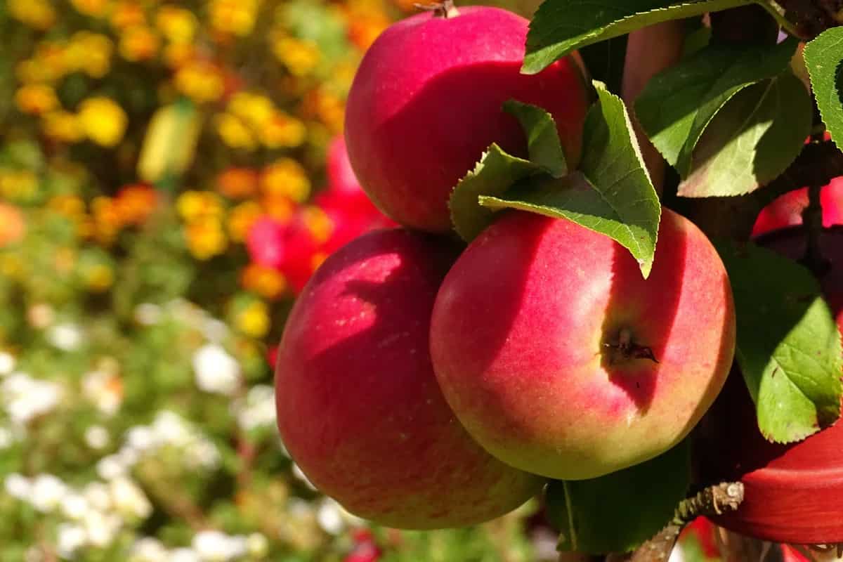 apple fruit capitals