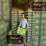 صادرات محصولات کشاورزی ایران از جمله کلم هویج کاهو با بیشترین سود فروش