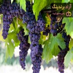 قیمت و خرید انگور سیاه دیمی کردستان + فروش ارزان