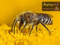 قیمت خرید زنبور عسل طبیعی + مشخصات، عمده ارزان