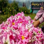گل محمدی | خرید بهترین قیمت گل محمدی خشک شده