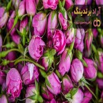 قیمت خرید گل محمدی صادراتی + مشخصات، عمده ارزان