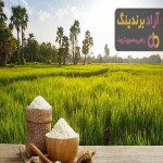 برنج ایرانی فجر | قیمت خرید عمده و تک فروشی