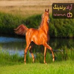 خرید و قیمت اسب لری با نژاد اصیل