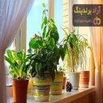 خرید انواع گیاه آپارتمانی با بهترین قیمت