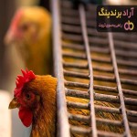 خرید قفس حمل مرغ زنده با قیمت استثنایی