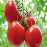 قیمت گوجه گلخانه ای صادراتی