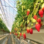 توت فرنگی گلخانه ای Strawberry دما کشت 45 درجه آنتی اکسیدان ویتامین