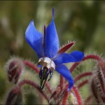 گل گاوزبان در سال 1401؛ گیاه دارویی آرامش بخش رنگ (بنفش آبی)