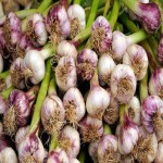 سیر تازه در بازار؛ دارای پوسته نازک لایه لایه تولید همدان garlic