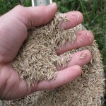 بذر چمن آلمانی؛ زودرس مناسب مناطق گرمسیر زمان کاشت Spring