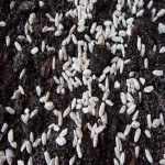 بذر قارچ خوراکی؛ دکمه ای سفید قیفی قهوه ای تقویت رشد گیاه