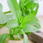 استویا بیلو (شیرین برگ) سبز گلخانه ای طبیعی آنتی اکسیدان ویتامین C
