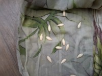 بذر خیار گلخانه ای ایرانی؛ هیبریدی باردهی بالا 2 گرمی عمده