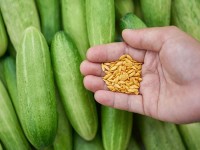 بذر خیار گلخانه ای شیراز؛ درشت زود بارده بافت گوشتی Cucumber seeds