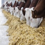 خوراک دام هیدروپونیک؛ کلر سدیم 3 نوع یونجه گندم کاه livestock