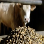 خوراک دام پارس تهران؛ تامین انرژی سلامت حیوانات غلات آرد کنجاله (2 3 5) کیلویی