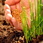 کود فروت ست برای کیوی؛ رشد درختان مصرفی محلول‌پاشی آبیاری ۳ نوبت