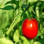 گوجه گلخانه ای؛ شیرین کوماریک اسید تقویت حافظه ویتامین A