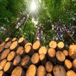 خرید و قیمت روز چوب جنگلی کیلویی