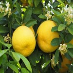 بهترین فصل کاشت نهال لیمو شیرین و شرایط نگهداری