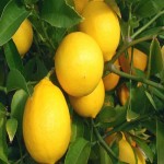 درخت لیمو ترش در چه مناطقی رشد میکند؟