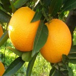 پرتقال حاوی چه ویتامینی است؟ + درمان بیماری