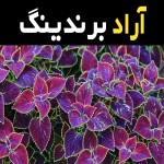 قیمت و خرید گل حسن یوسف ایرانی با مشخصات کامل