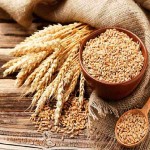 بذر گندم سیروان اعلا قیمت مناسب در شمال کد 77