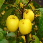تعبیر خواب چیدن سیب زرد از درخت در فصل زمستان