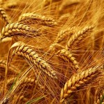 بهترین بذر گندم آبی برای تولید برنج