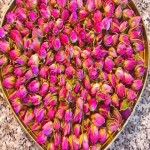 گل محمدی جنوب همراه با توضیحات کامل و آشنایی