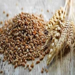 مزایای گندم سیروان درجه یک در کشاورزی کد 81