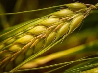 بذر گندم سارنگ امساله با کیفیت در بازار کد 15