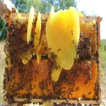 لیست قیمت عسل طبیعی جنگلی به صورت عمده و با صرفه