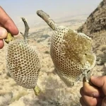 عسل وحشی جنوب ایران آشنایی صفر تا صد قیمت خرید عمده