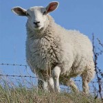 گوسفند زنده کیلویی آشنایی صفر تا صد قیمت خرید عمده