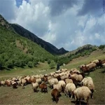 گوسفند زنده اراک همراه با توضیحات کامل و آشنایی