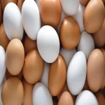 خرید عمده تخم مرغ محلی کرمانشاه با بهترین شرایط