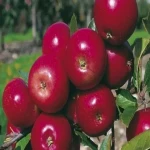 بهترین قیمت خرید سیب درختی شیراز